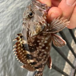 カサゴ