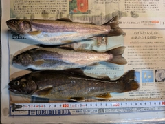 イワナの釣果