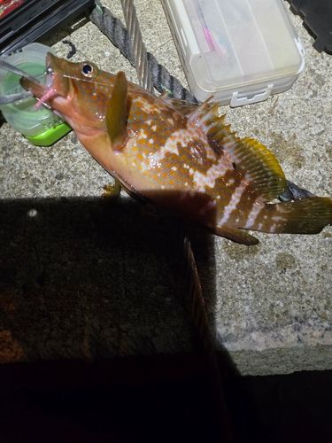 キジハタの釣果