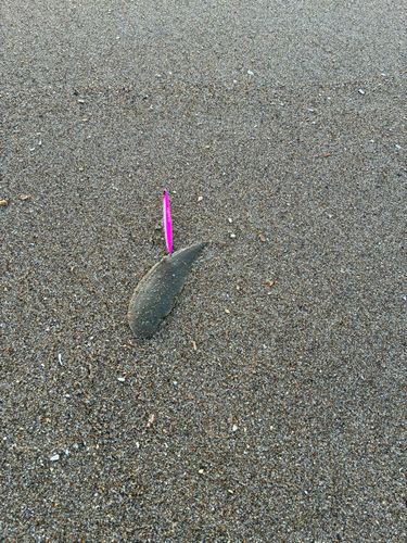 シタビラメの釣果