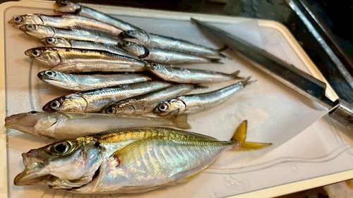 アジの釣果