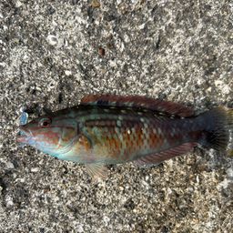 ホシササノハベラ