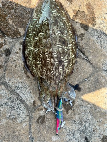 モンゴウイカの釣果