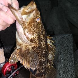 タケノコメバル