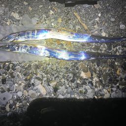 タチウオ