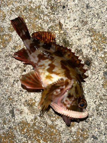 カサゴの釣果