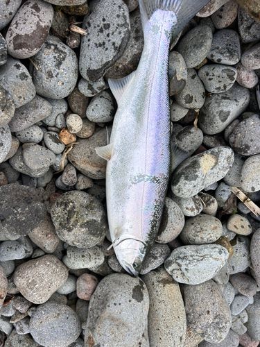 サクラマスの釣果