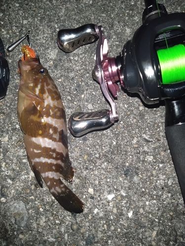 アコウの釣果