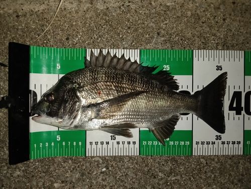 クロダイの釣果