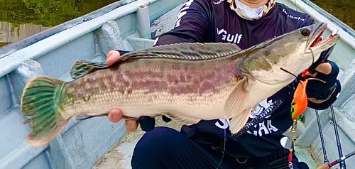 トーマンの釣果