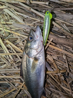 セイゴ（マルスズキ）の釣果