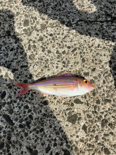 イトヨリダイの釣果