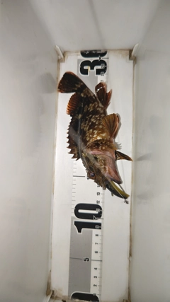 ガシラの釣果