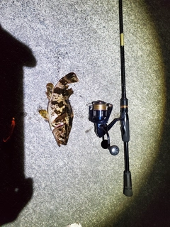 タケノコメバルの釣果