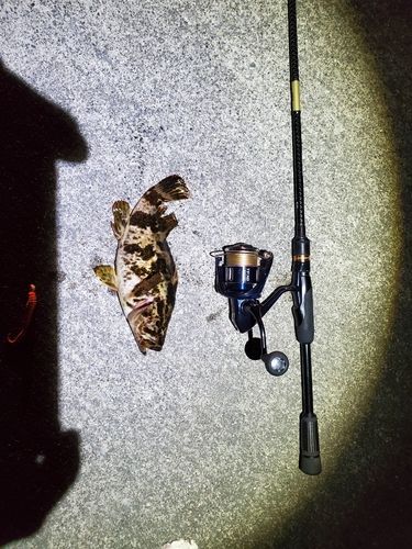タケノコメバルの釣果