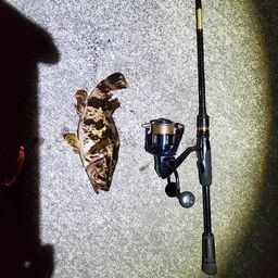 タケノコメバル