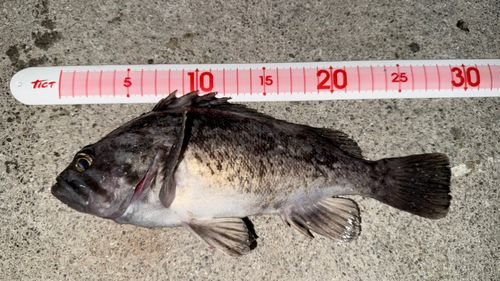 メバルの釣果