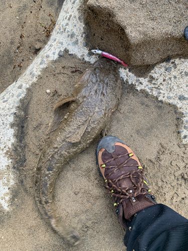 マゴチの釣果