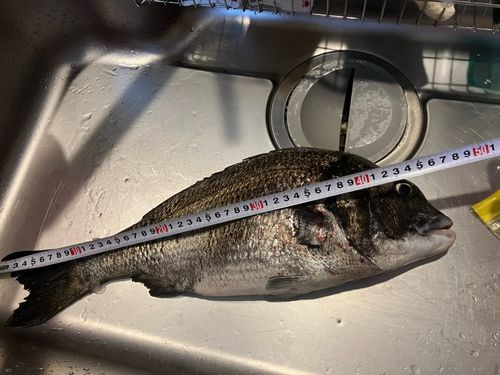 チヌの釣果