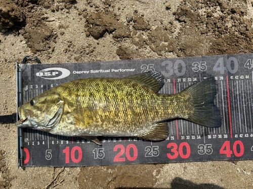 スモールマウスバスの釣果