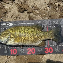 スモールマウスバス