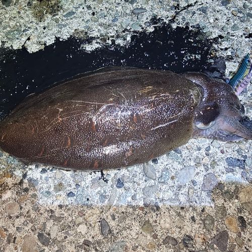 モンゴウイカの釣果