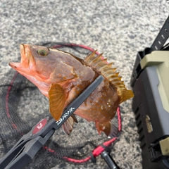 キジハタの釣果