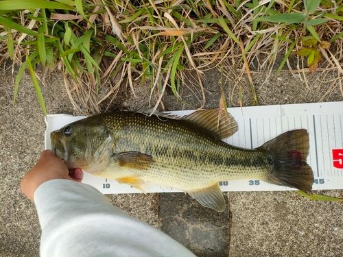 ブラックバスの釣果