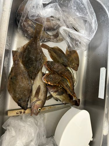 ギスカジカの釣果