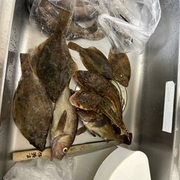 ギスカジカ