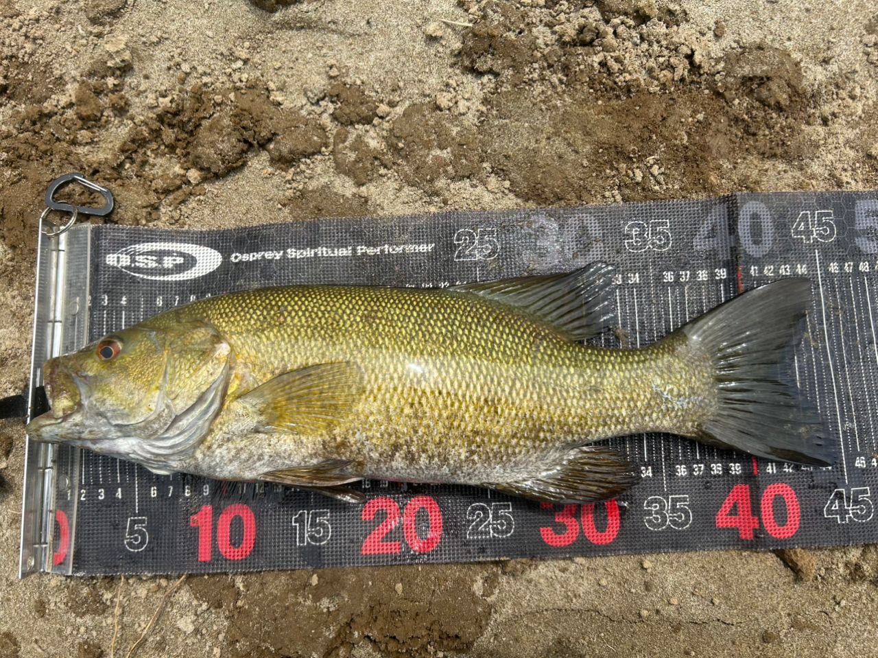 スモールマウスバス