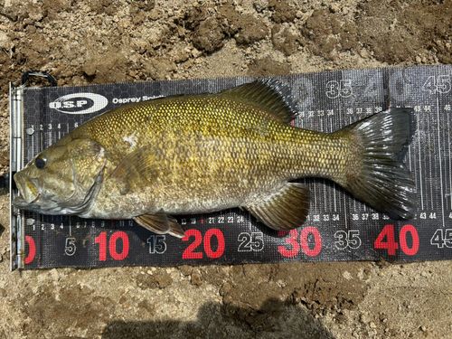 スモールマウスバスの釣果