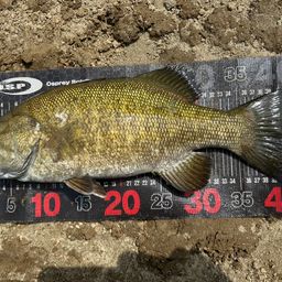 スモールマウスバス