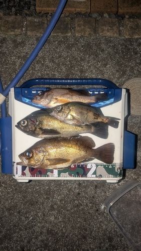 メバルの釣果