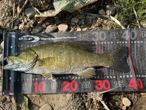 スモールマウスバスの釣果