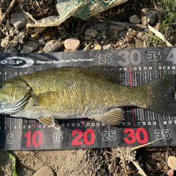 スモールマウスバス