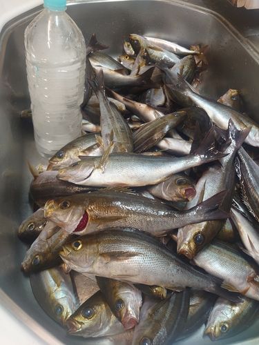 イサキの釣果