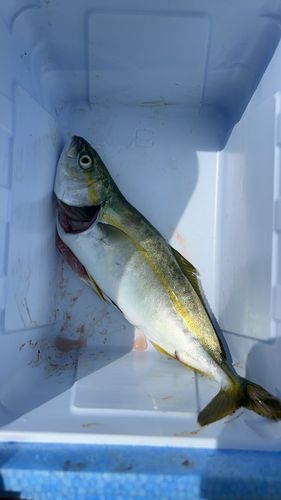 ワカシの釣果