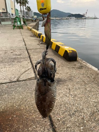 コウイカの釣果