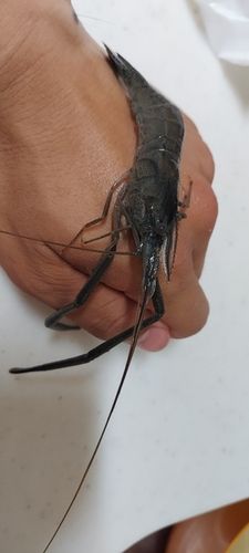 テナガエビの釣果
