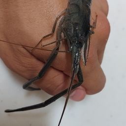 テナガエビ