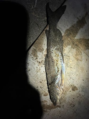 アメリカナマズの釣果