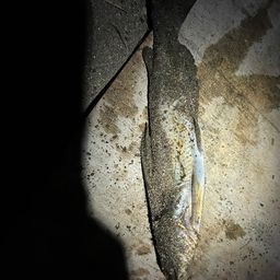 アメリカナマズ