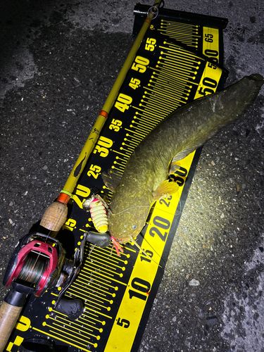 ナマズの釣果