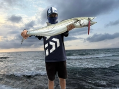 サワラの釣果