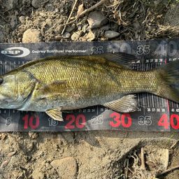 スモールマウスバス