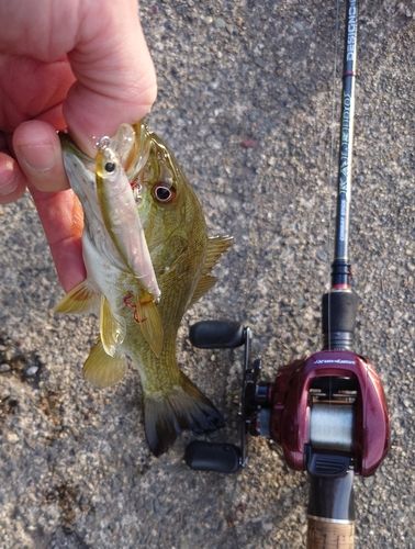 スモールマウスバスの釣果