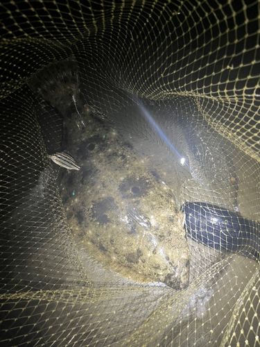 ヒラメの釣果