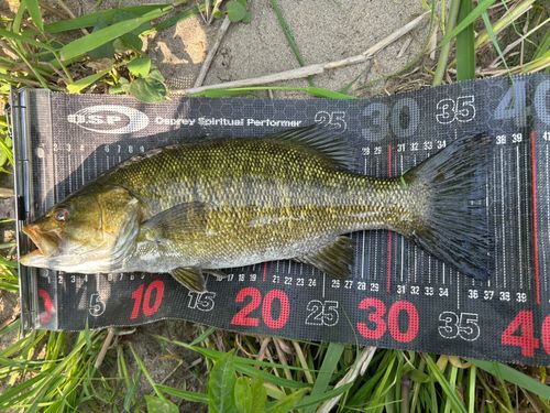 スモールマウスバスの釣果