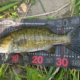 スモールマウスバス